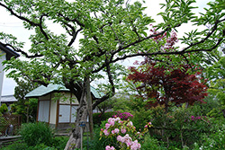 shiki no niwa garden