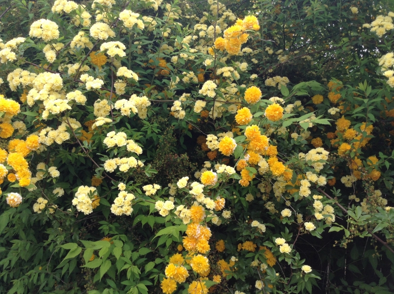 花便り～八重山吹