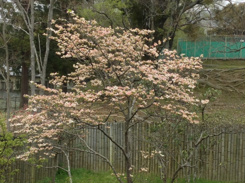 花便り～花水木