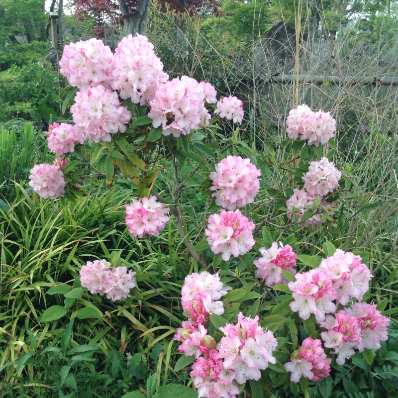花便り~石楠花(シャクナゲ)